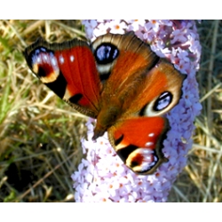EARLY Peacock Butterfly Inachis io 10 larvae 